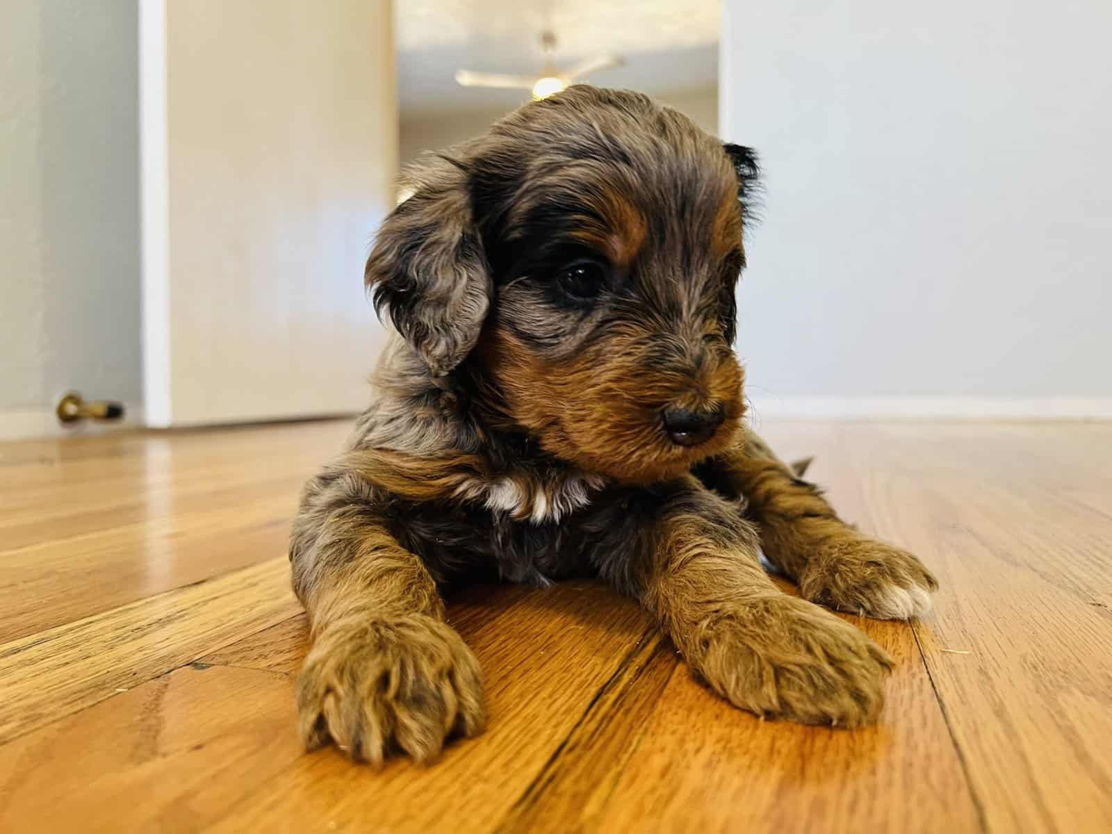 Bernedoodles F1b Southwest image 6