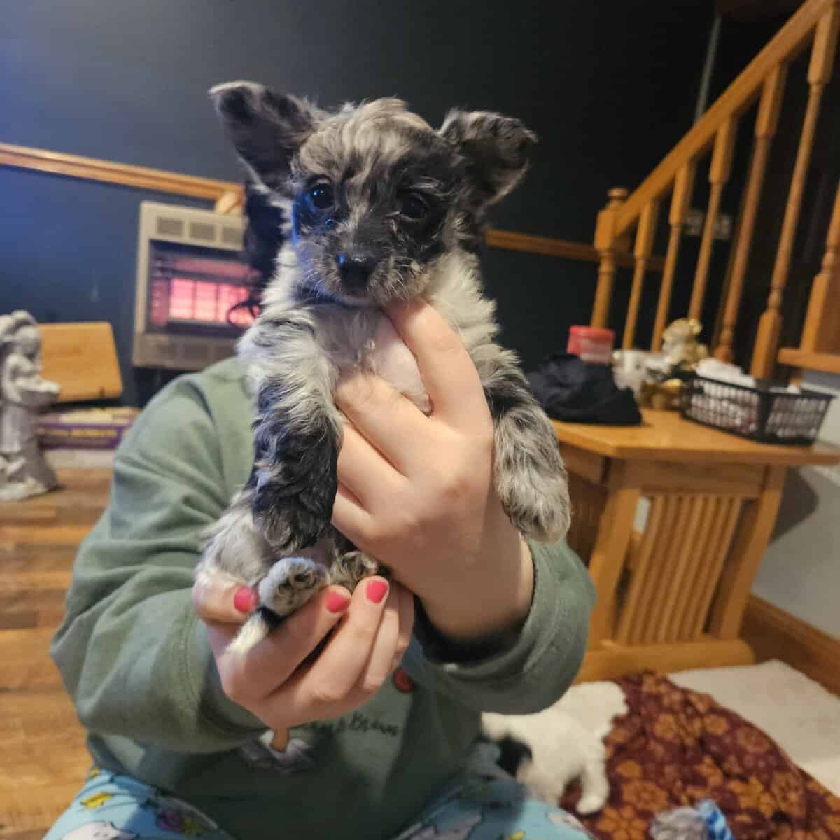Yorkipoo female puppy image 3