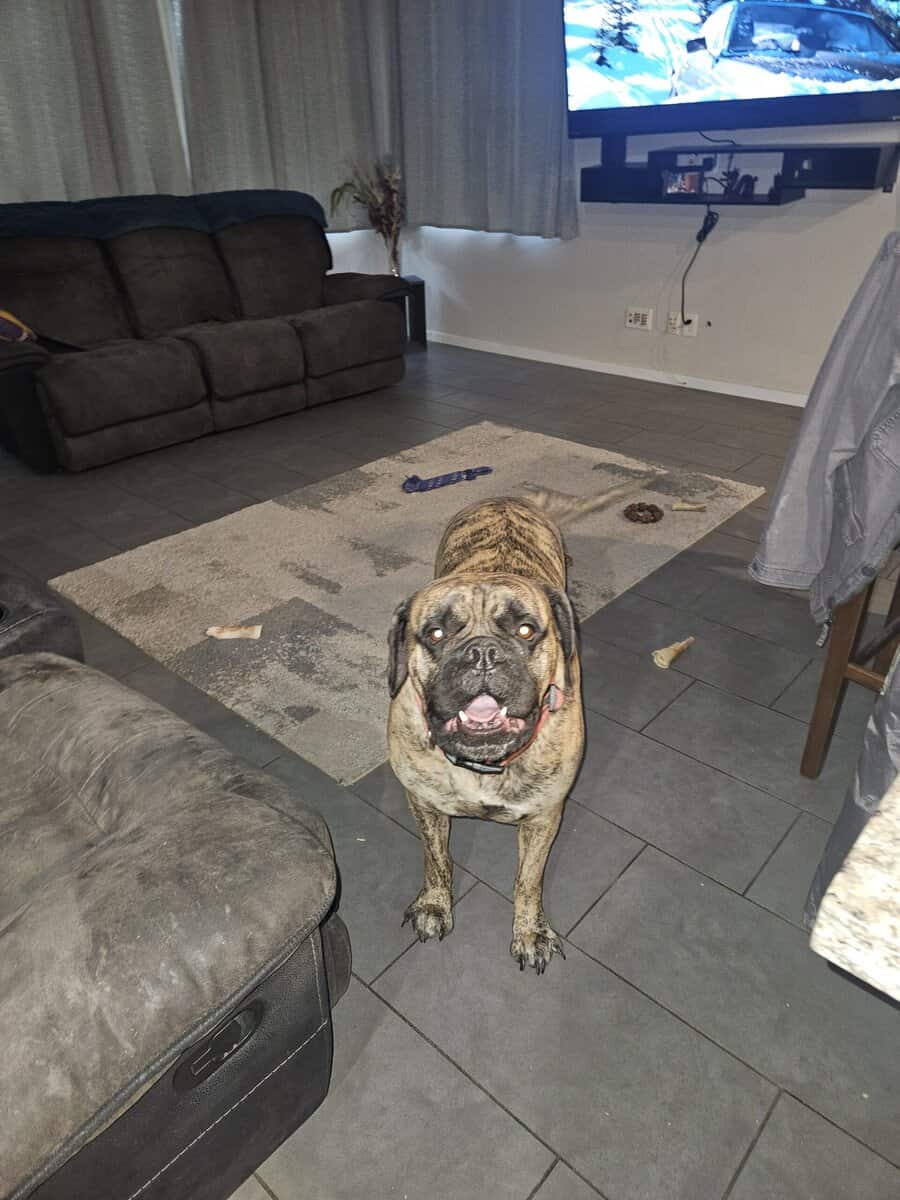 Bullmastif looking for forever home image 4