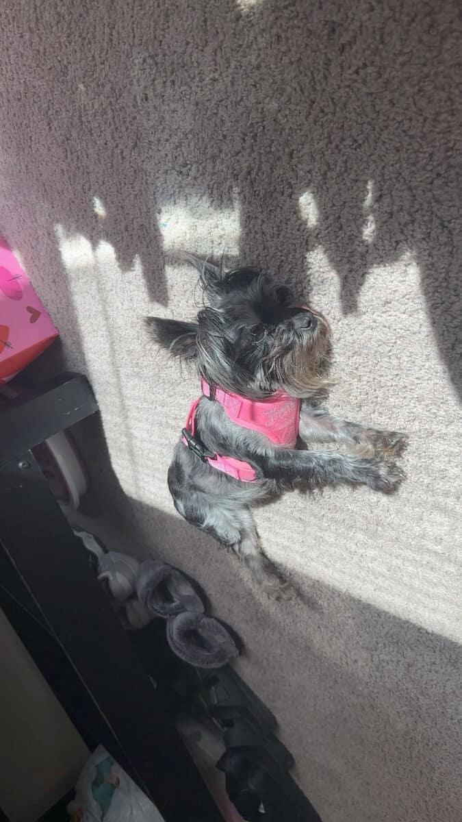 Selling a puppy image 3