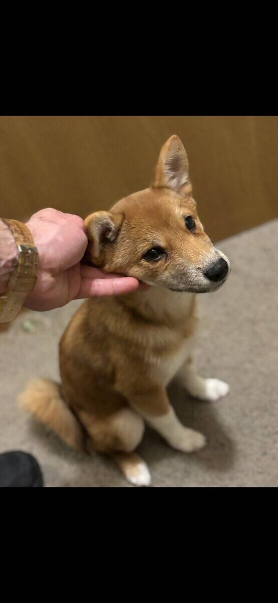 Beautiful purebred Shiba Inu puppies available image 3