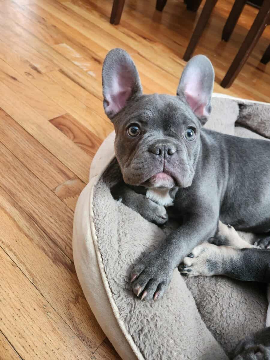 Female French bulldog image 2