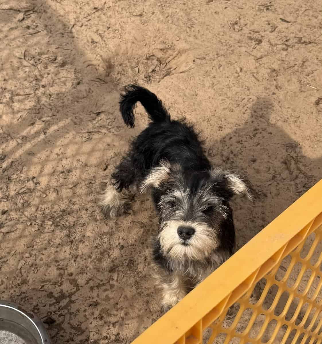 Miniature Female Schnauzer’s image 5