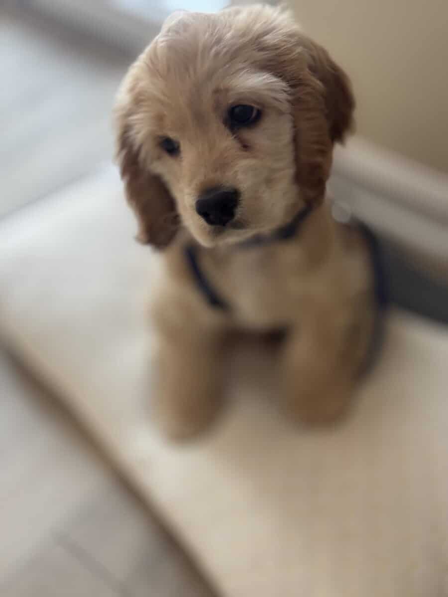 Furever family image 1