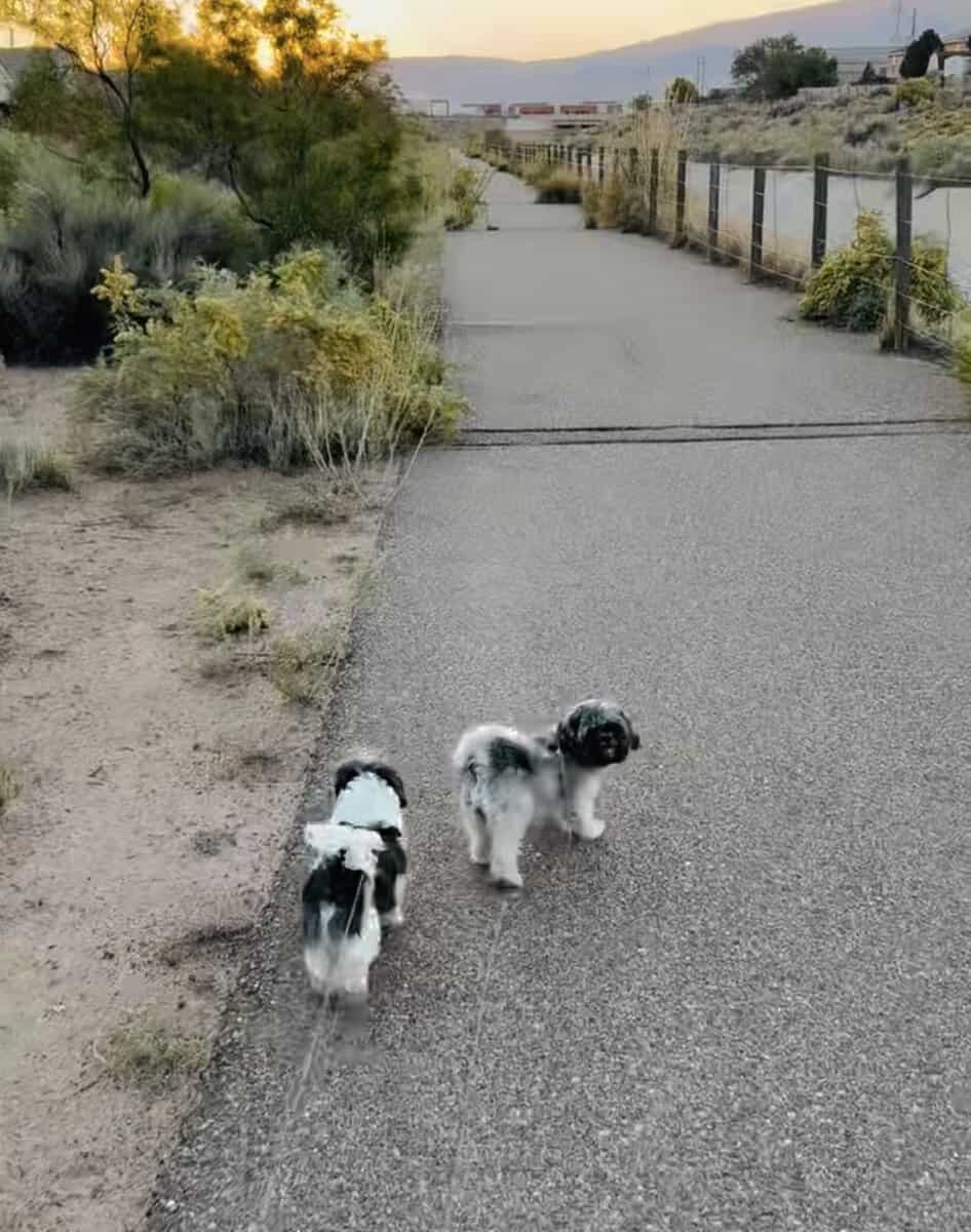 Shih Tzu Dogs image 3