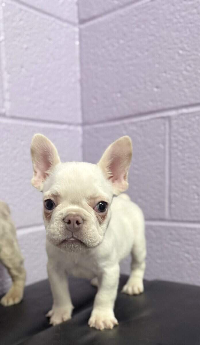 Pearl (female) image 4
