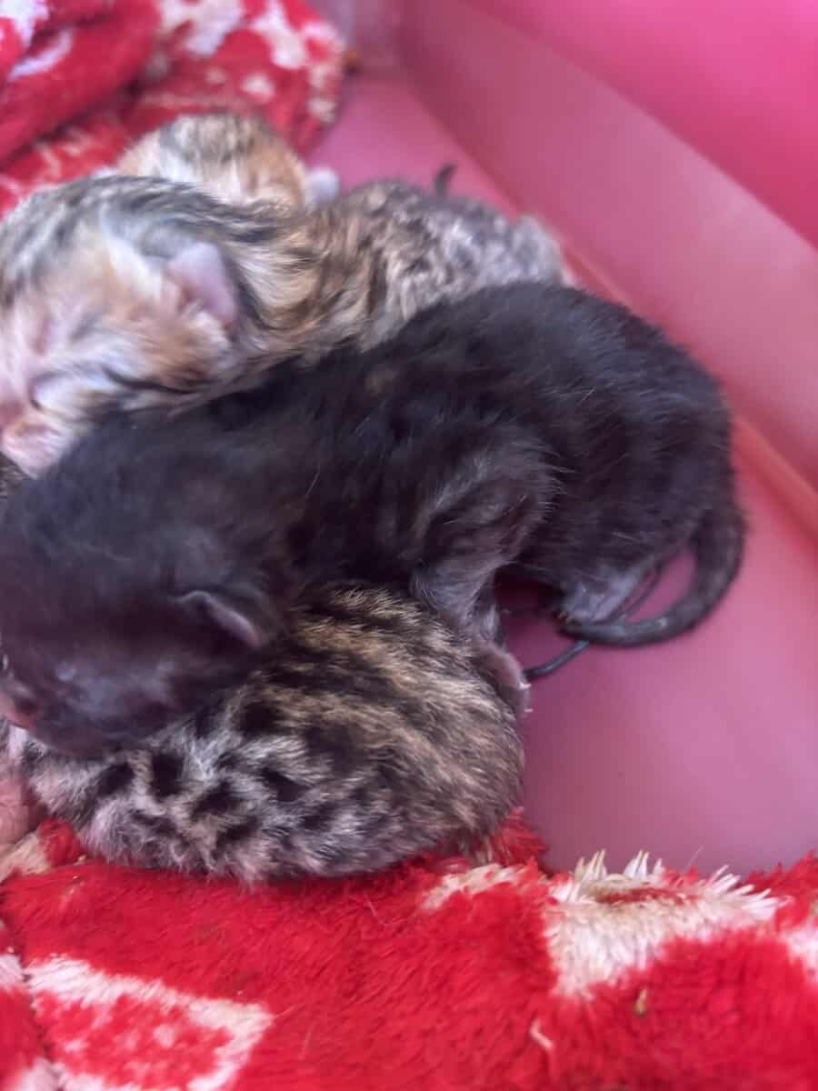 Bengal kittens image 2