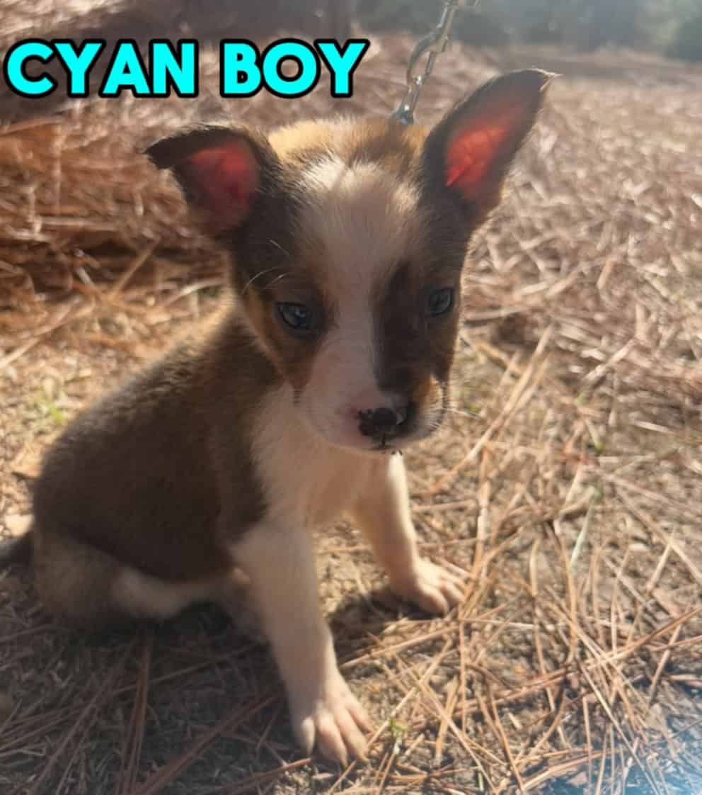 Aussie x Blackmouth Cur puppies for adoption image 5