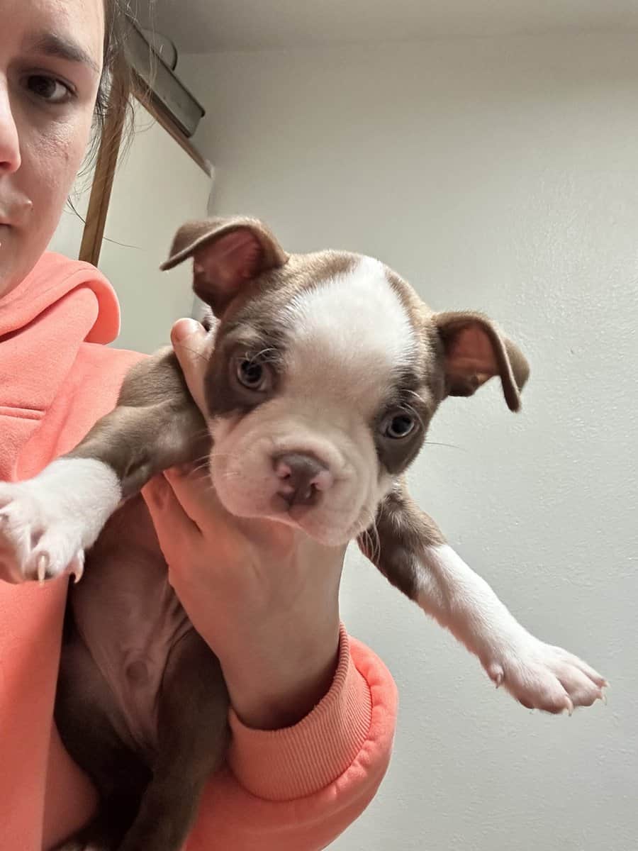 Boston terrier puppies image 2