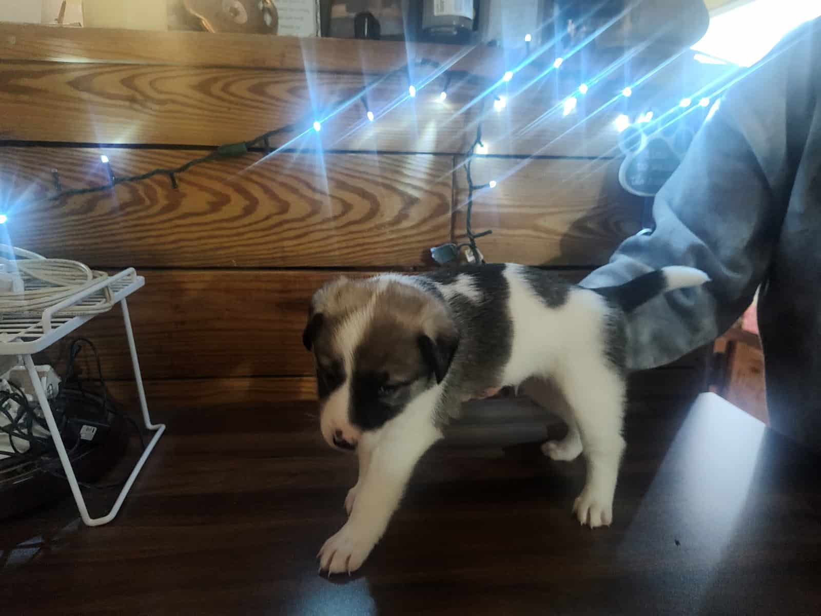 Rare Pibald GSD image 7