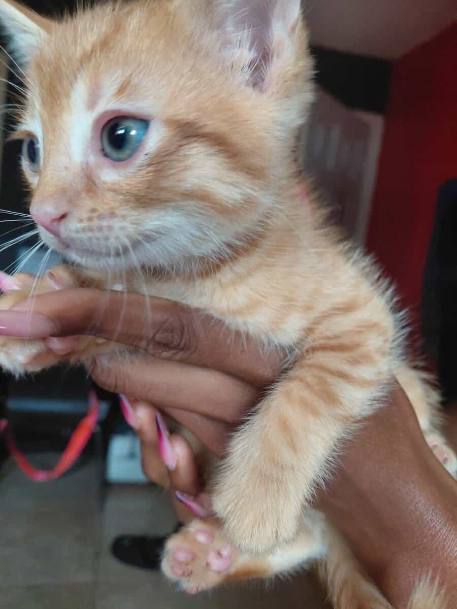 4 kittens image 2