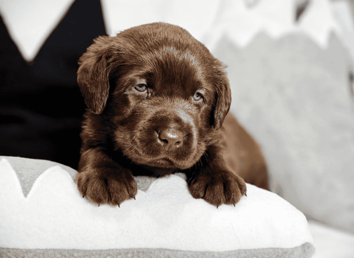 Beautiful Labrador Retriever wants youuuuuuuuuuuu image 3
