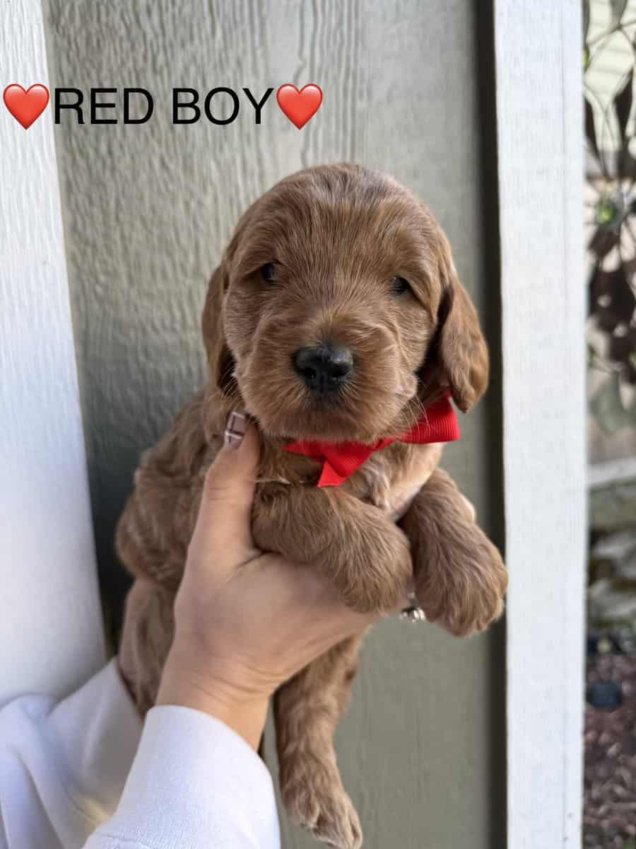 Min golden doodle puppies image 10