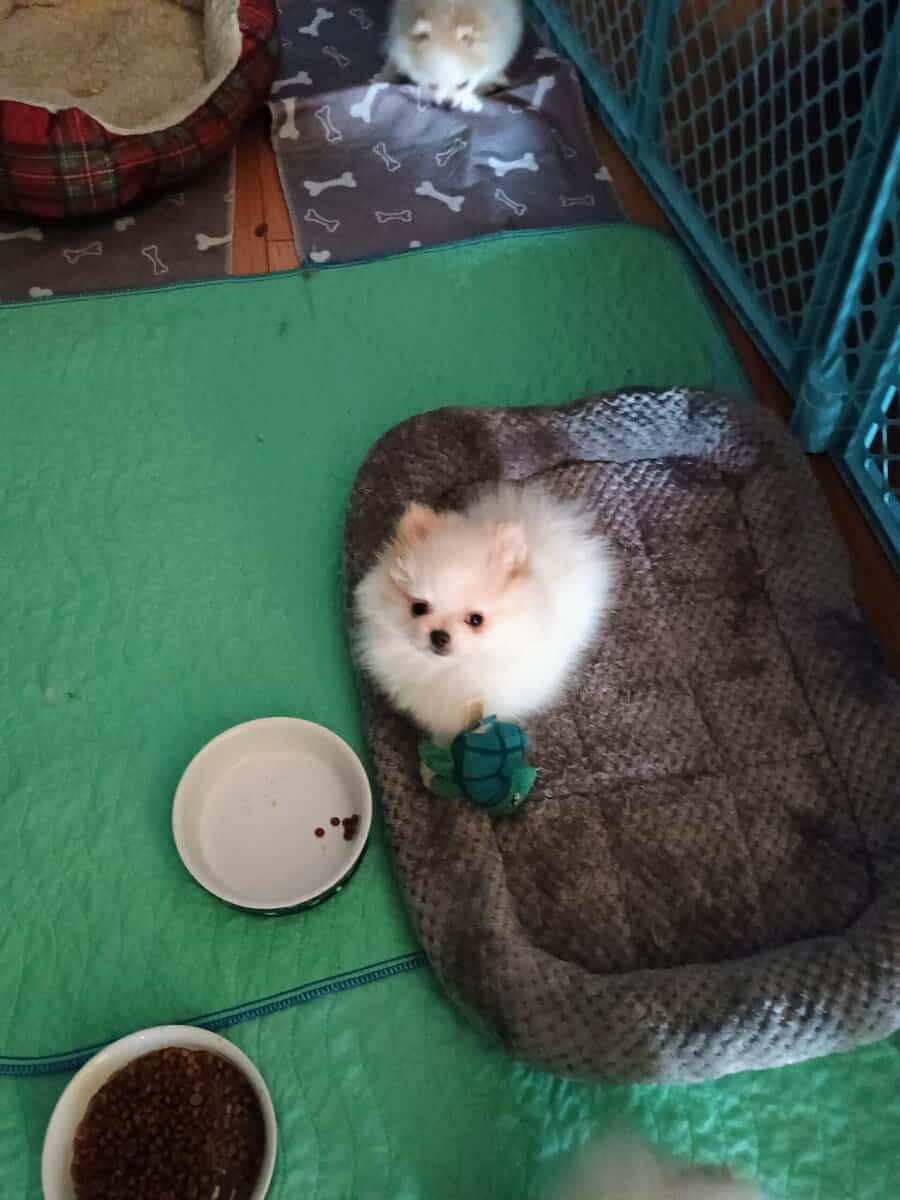AKC Pomeranian puppies image 4
