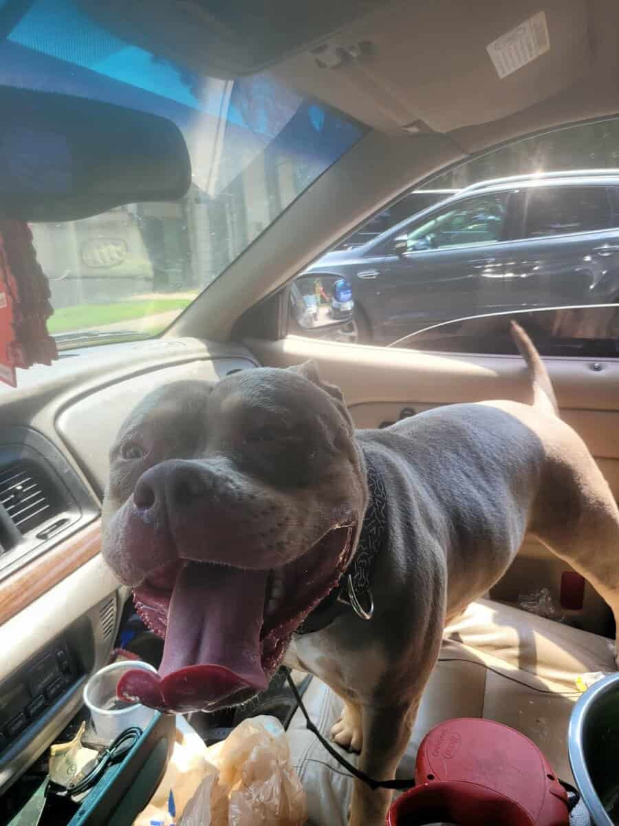 Bully pitbull image 3
