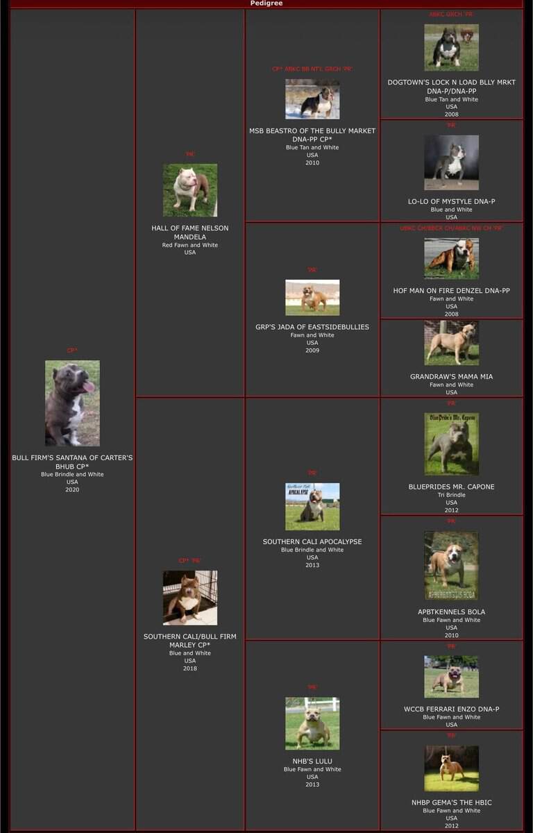 Standard brindle male bully open for stud image 3