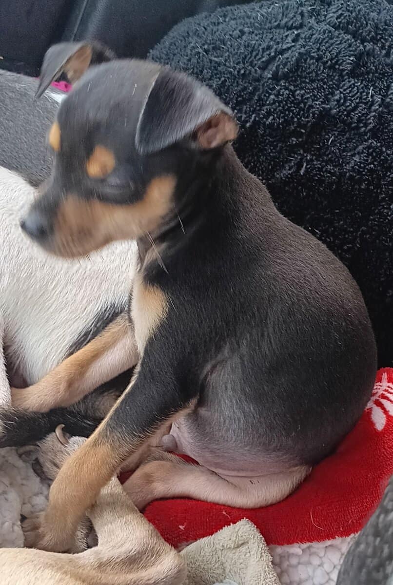 Pinhuahua Puppies image 1