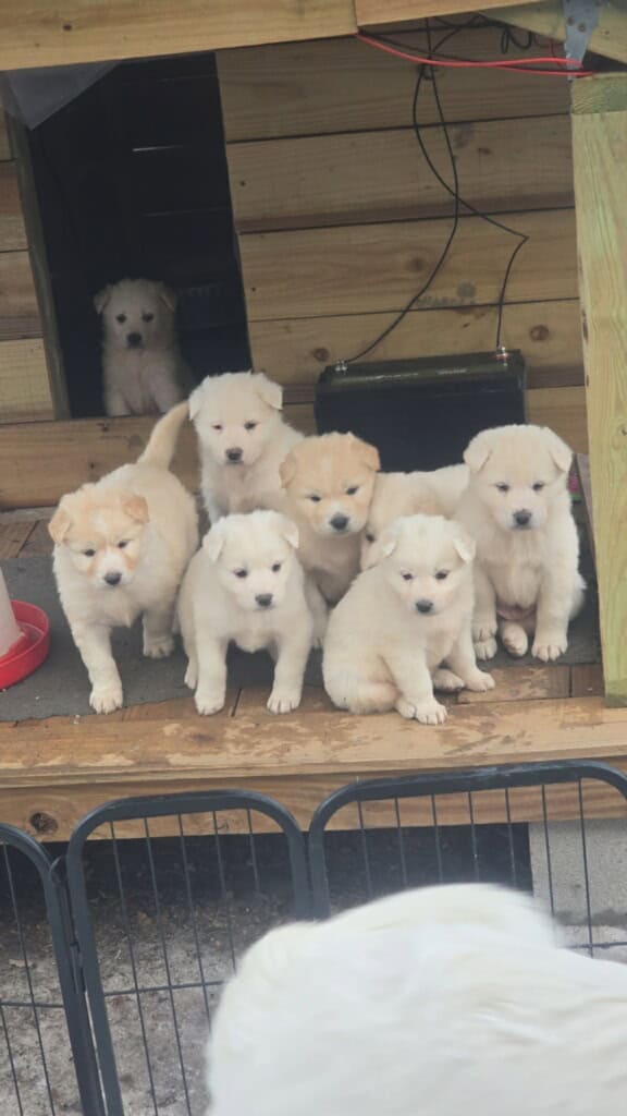 Great Pyrenees Mix puppies image 2