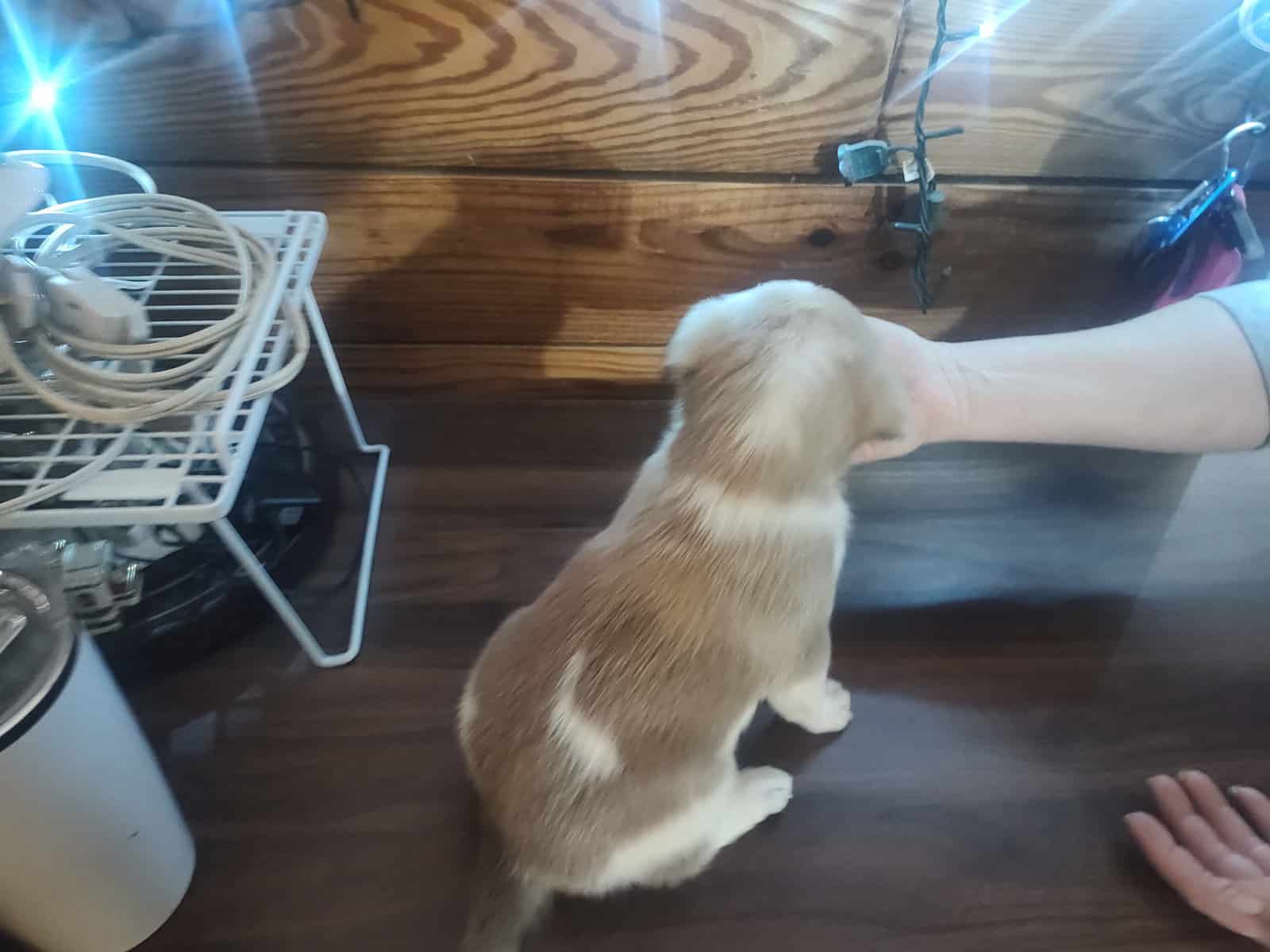 Rare Pibald GSD image 6