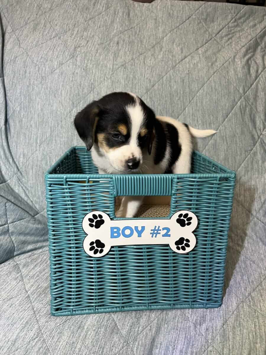 8wk old Beagle Mix puppies image 7