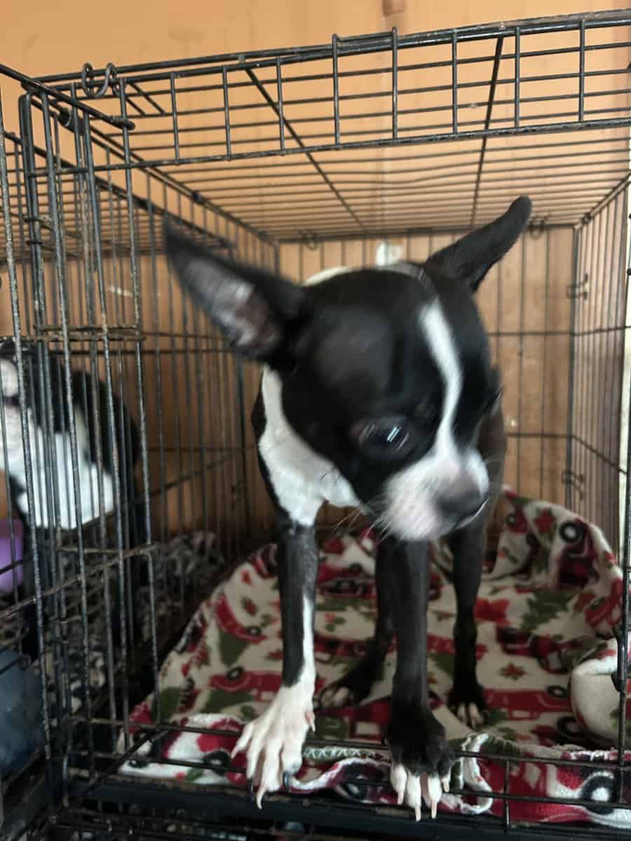 Boston Terrier image 3