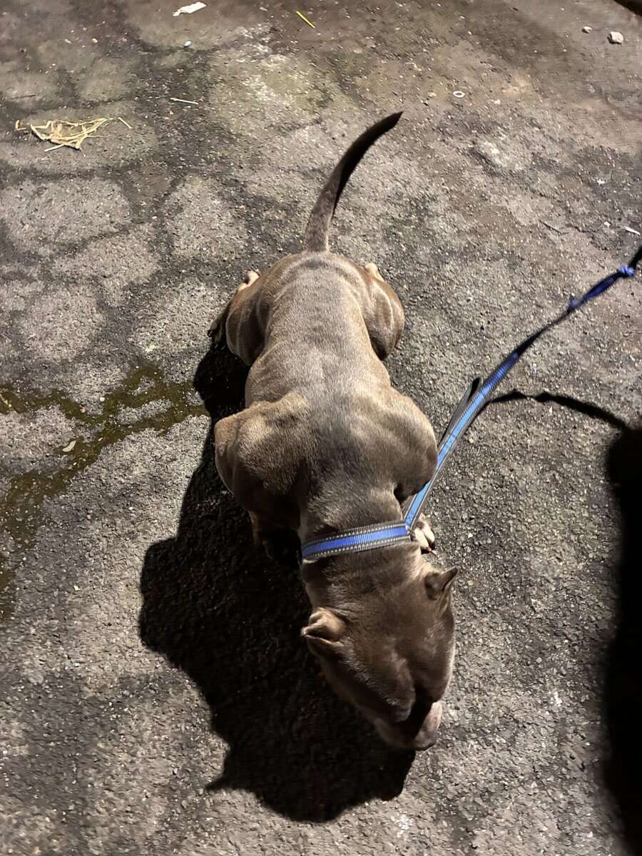 Purebred American Bully in need of a loving HOME! image 6