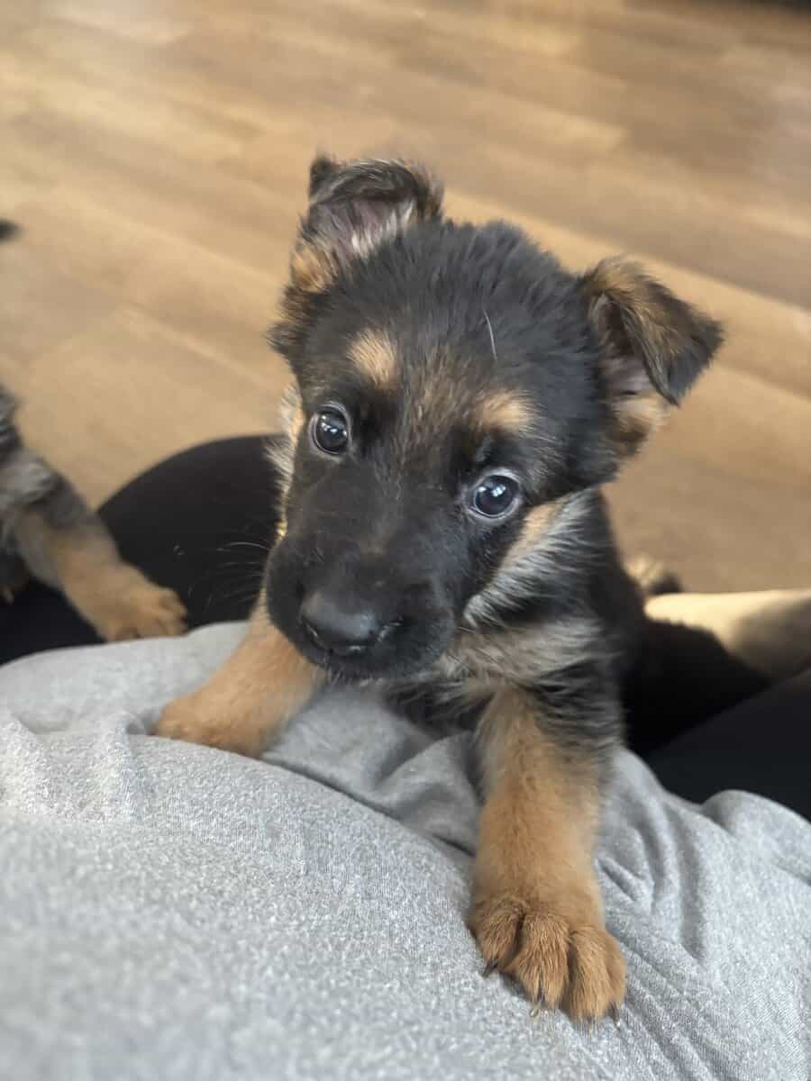 Purebred German Shepherd Puppies image 2