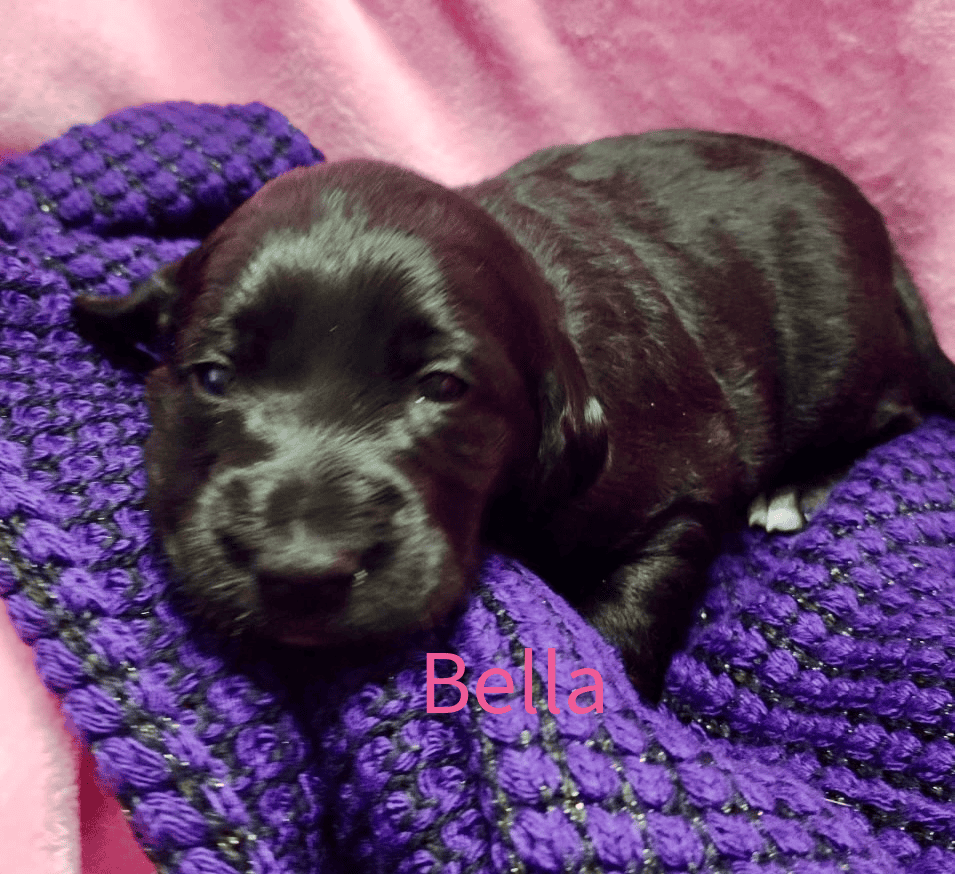 Labradoodle! image 10