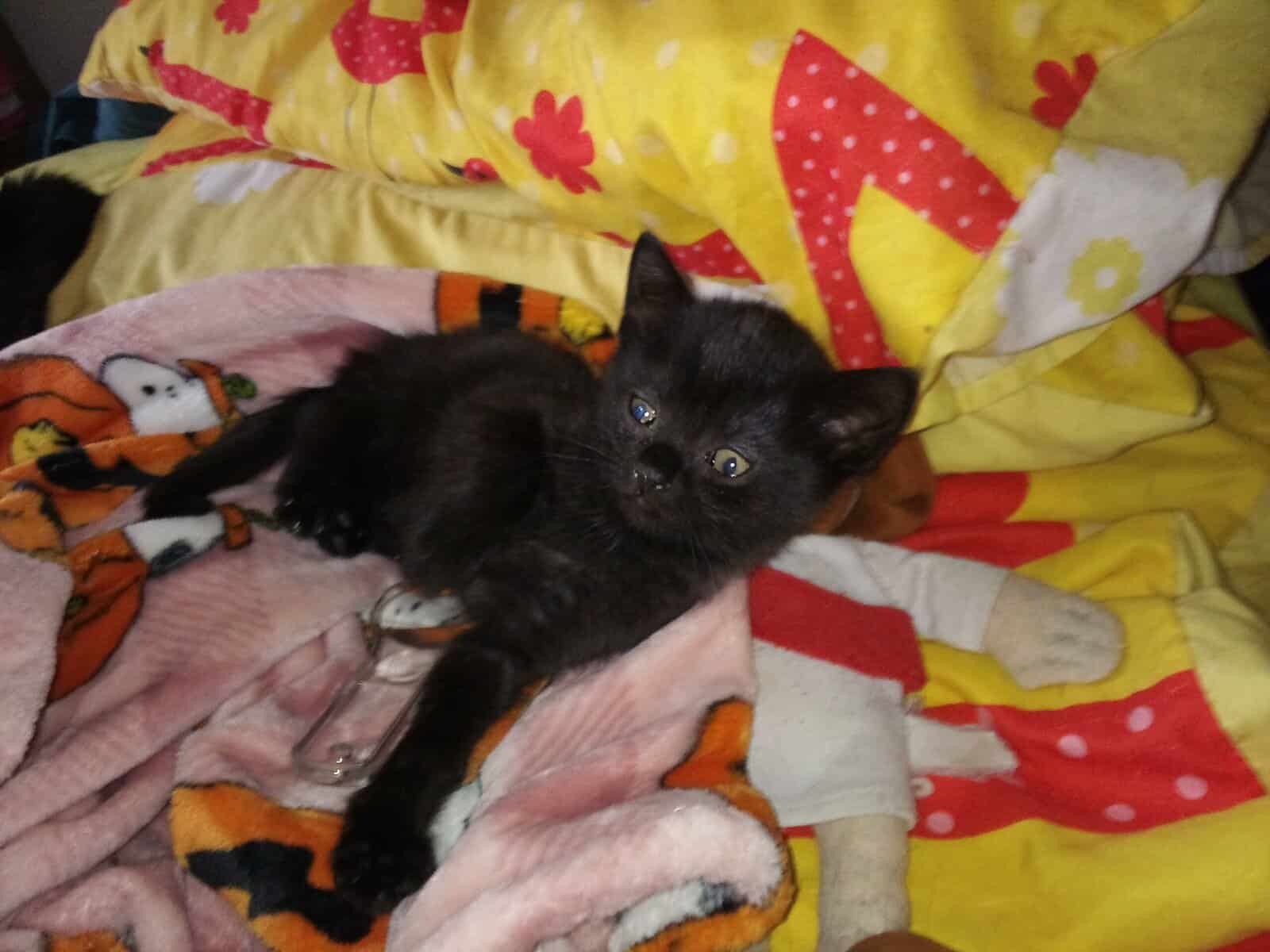 Cutie Kitten image 1