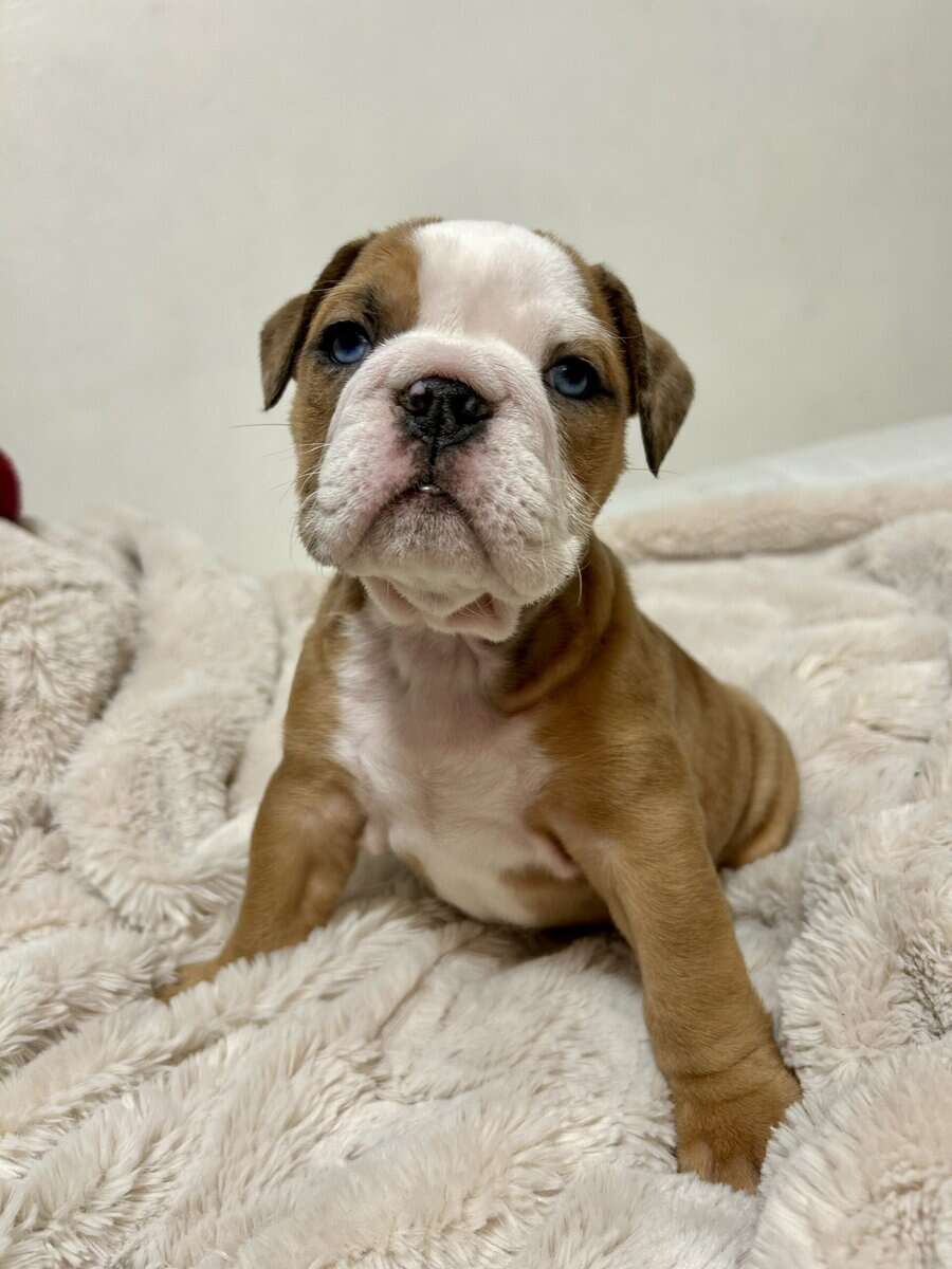 English bulldog puppy image 1