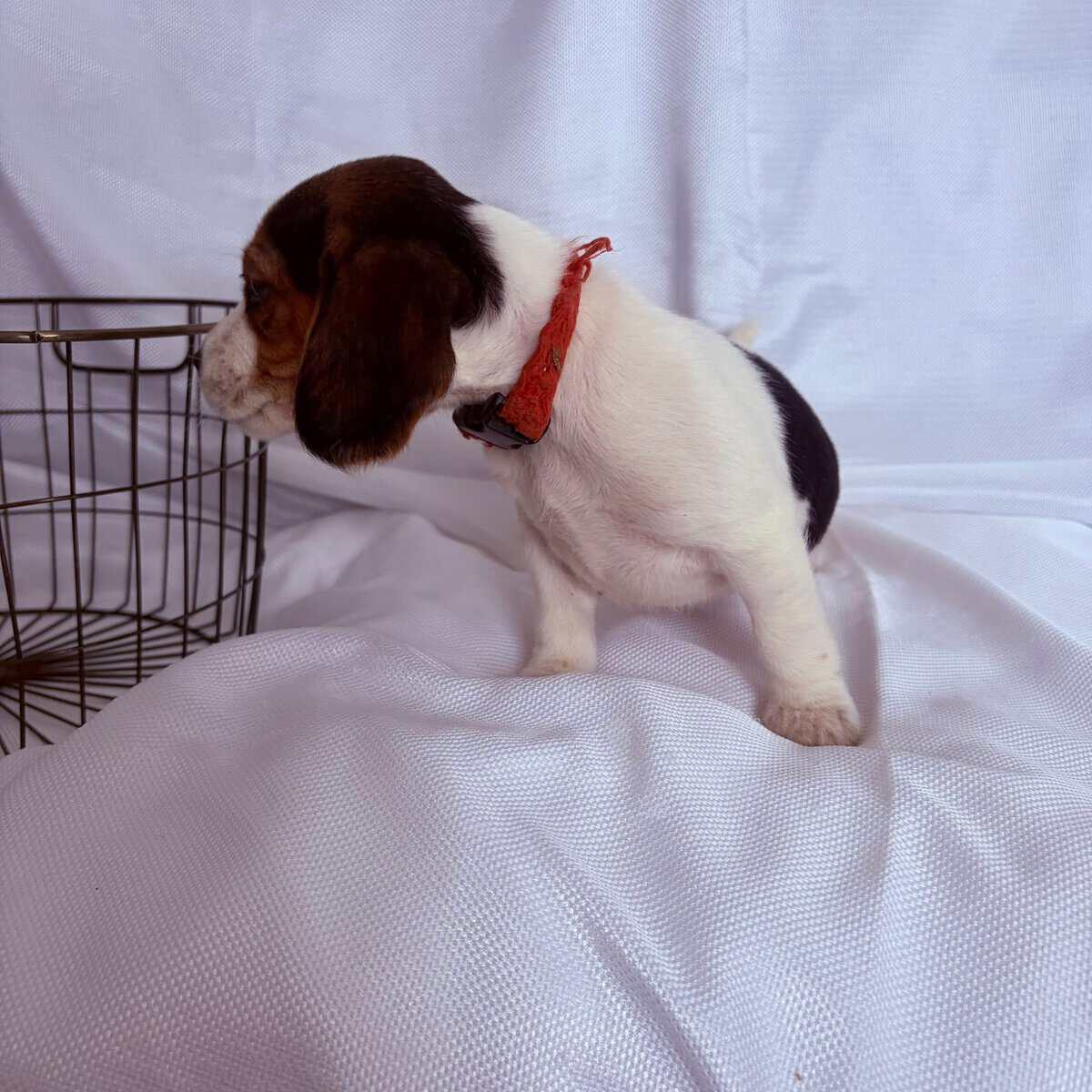 6 week female beagle pup with red collar image 3