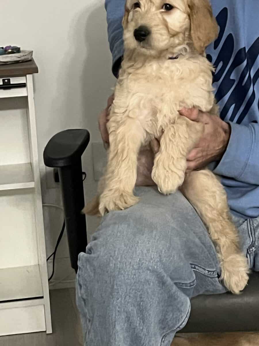 4 golden doodle puppies image 11