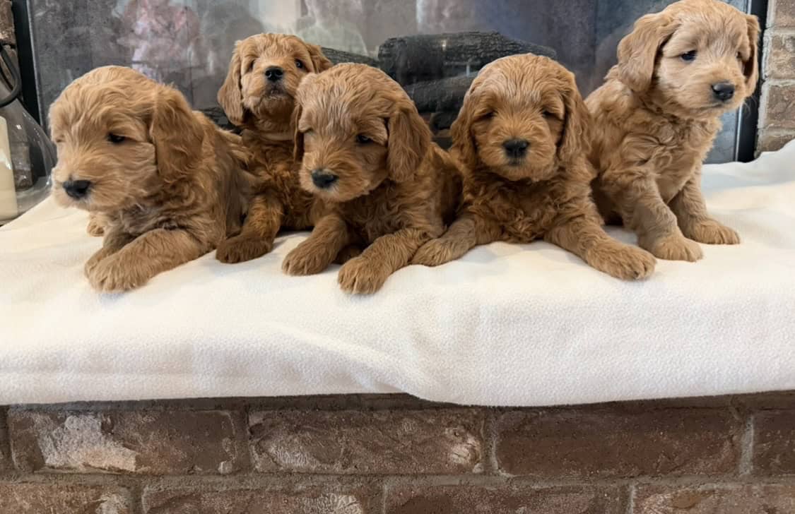 Medium Goldendoodle puppies image 1