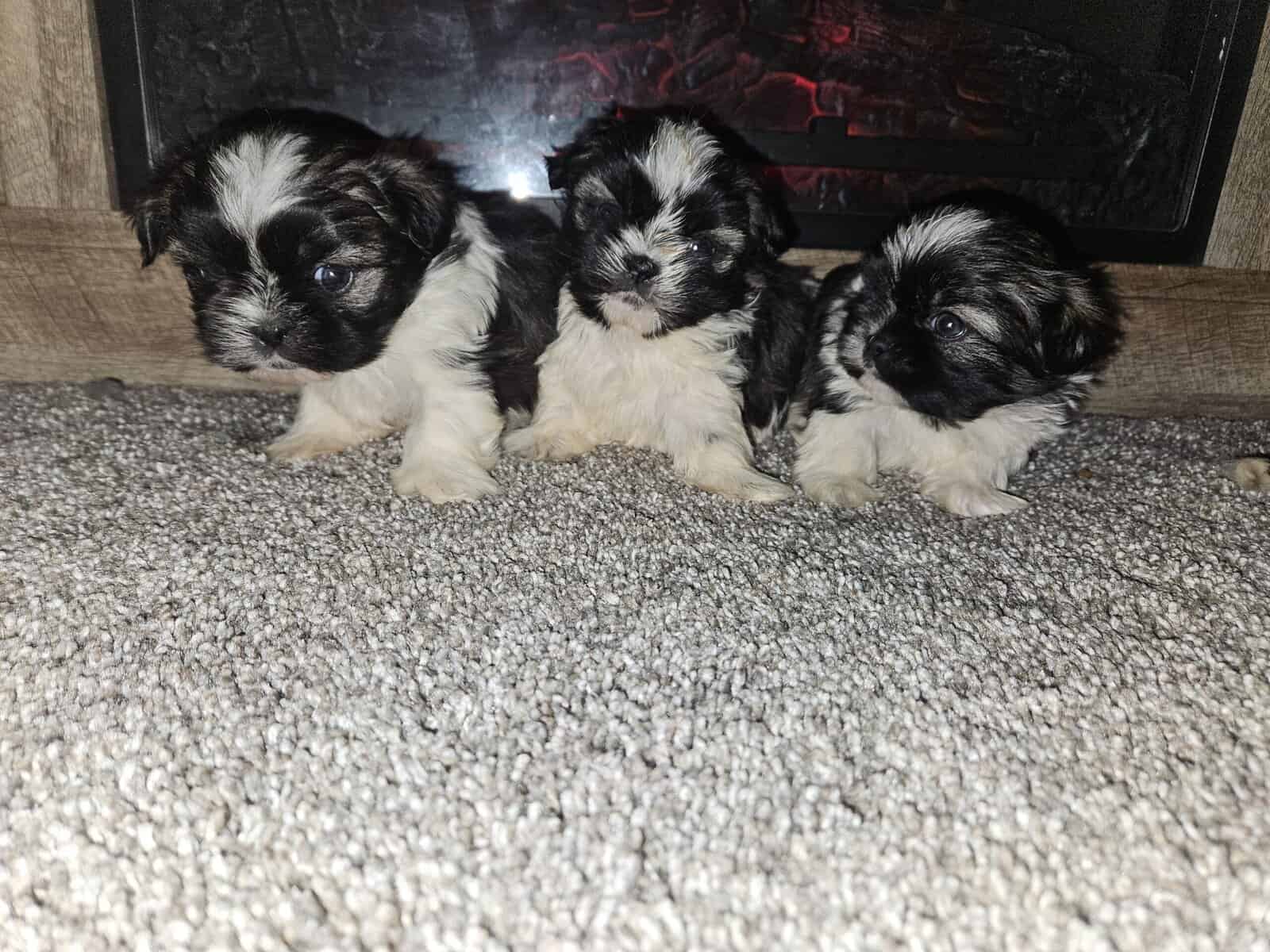 Imperial Shih-tzu Puppies image 3