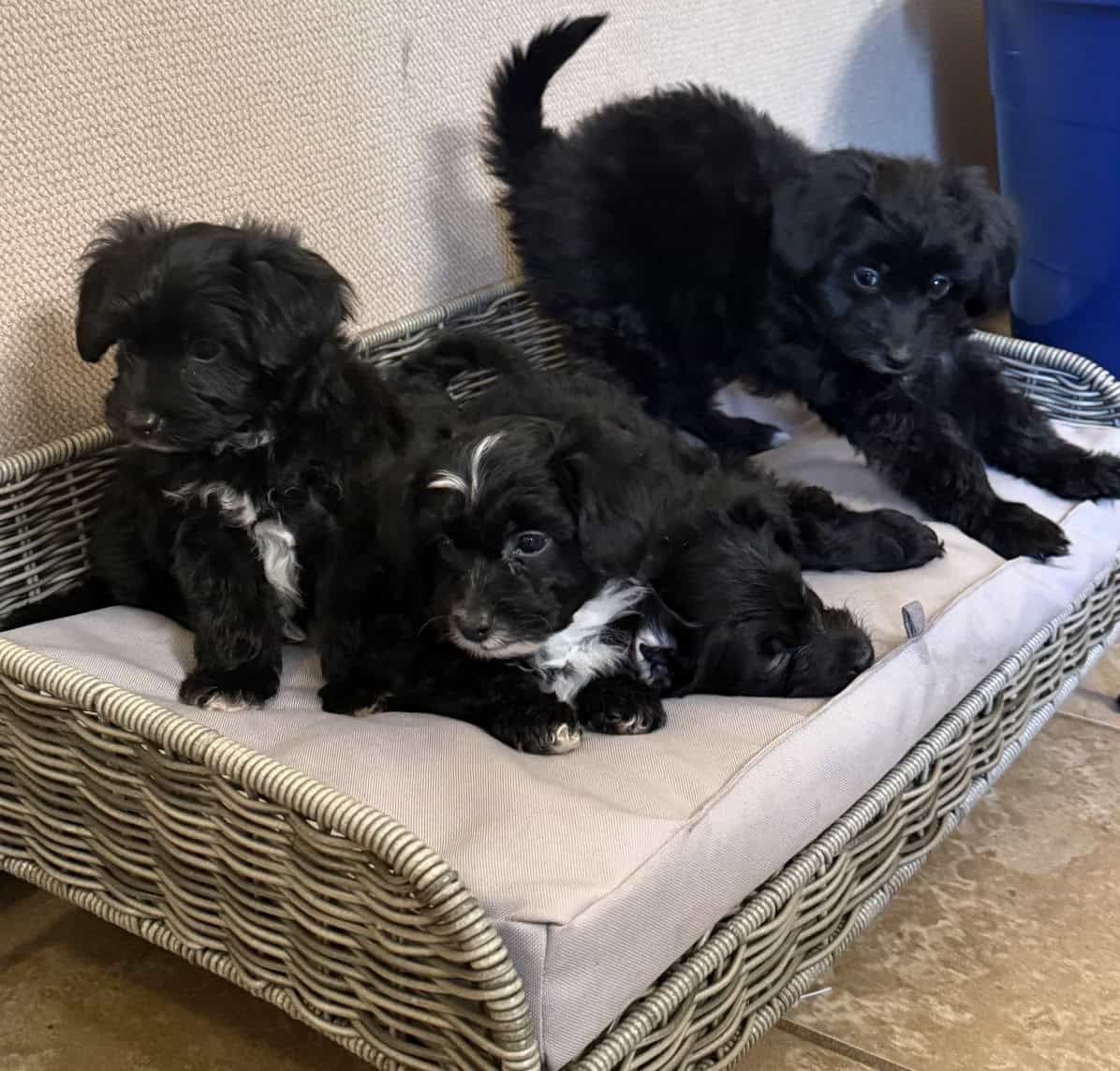 Toy poodle/Papillon puppies image 1