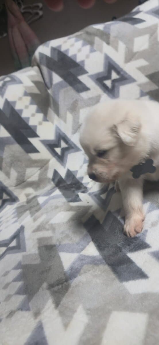 10 pyrenees x malmute hybrid puppies image 10