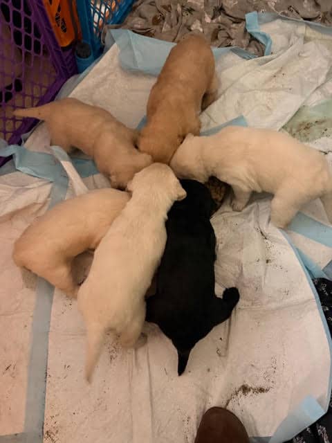 Labradoodle Puppies image 8