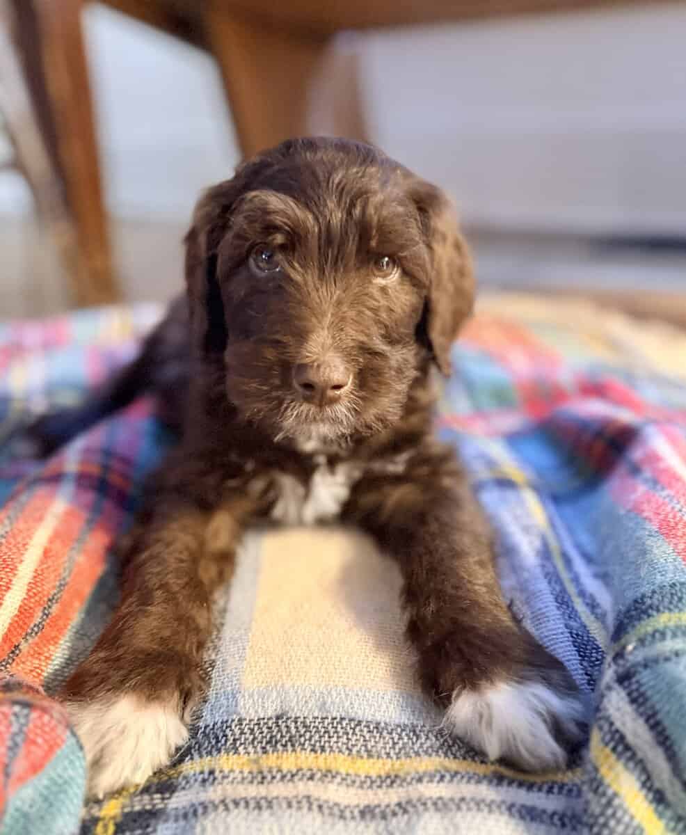 Golden Aussie doodles image 2