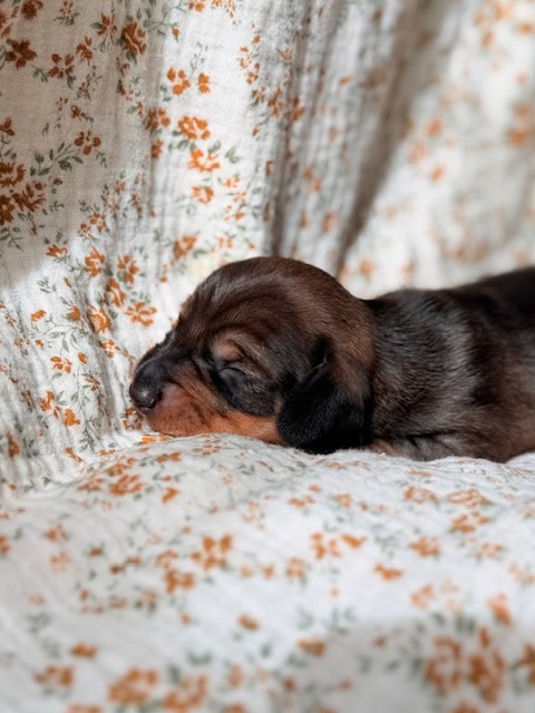 purebred dachshund pups image 6