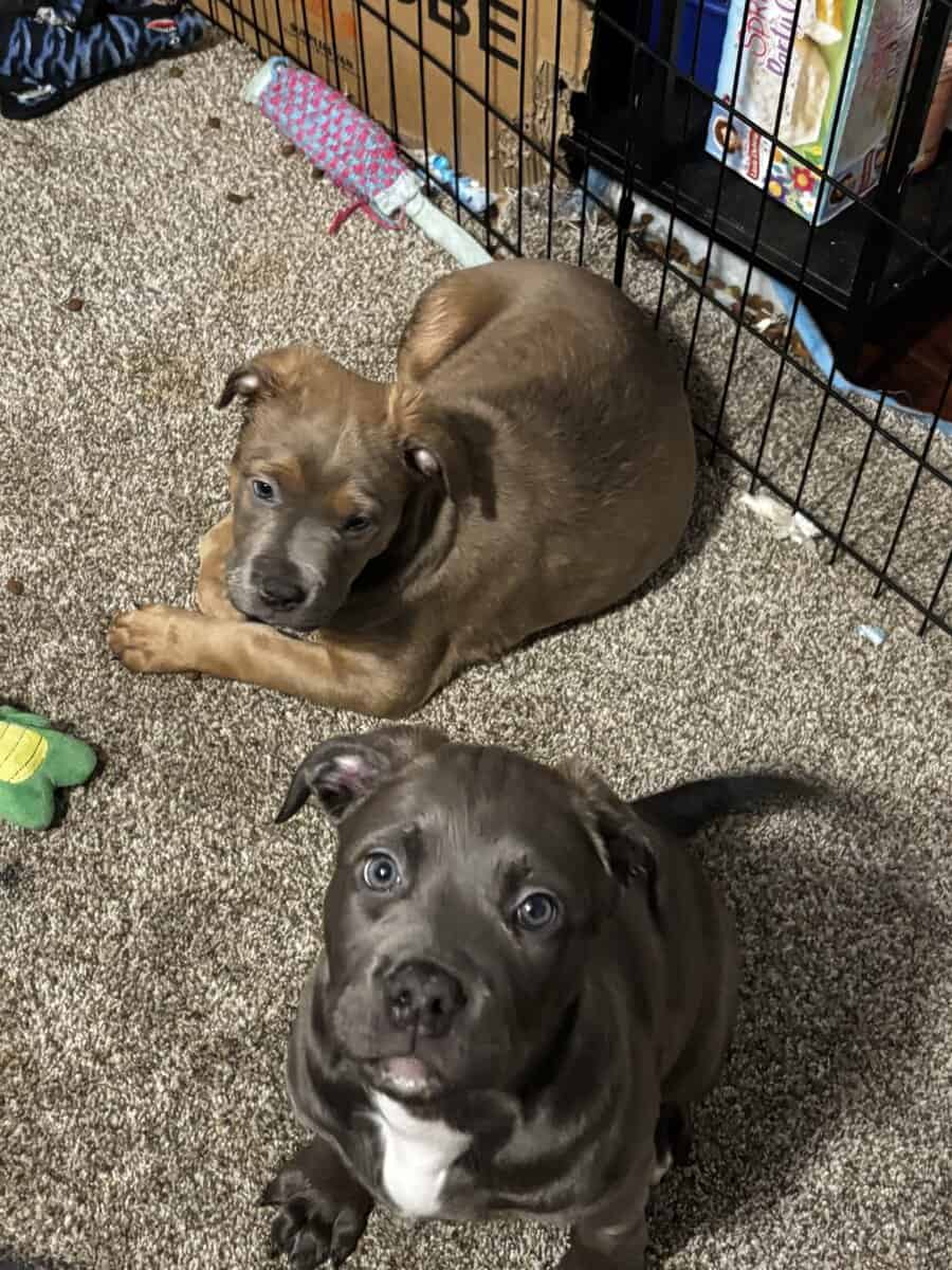 Pitbull puppies born on Christmas image 3