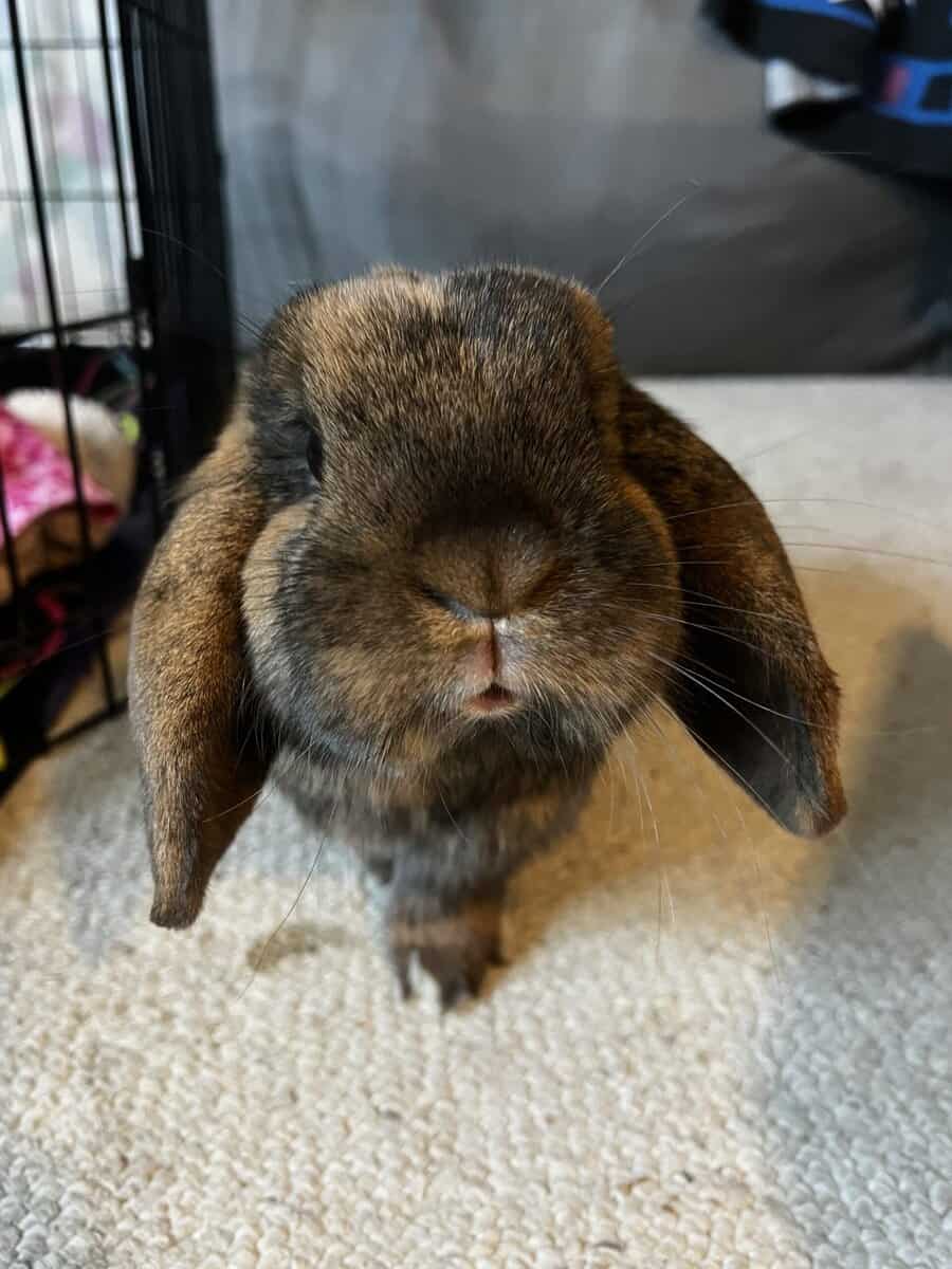 Bunny image 2