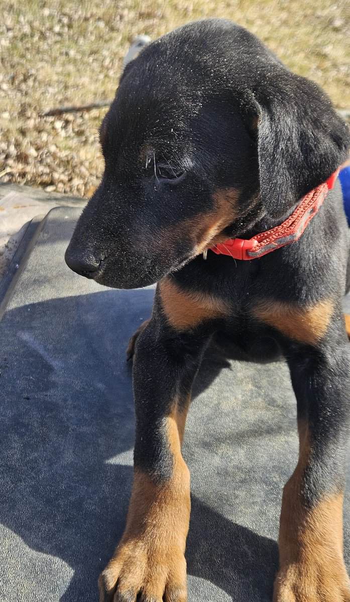 Doberman Puppy image 2