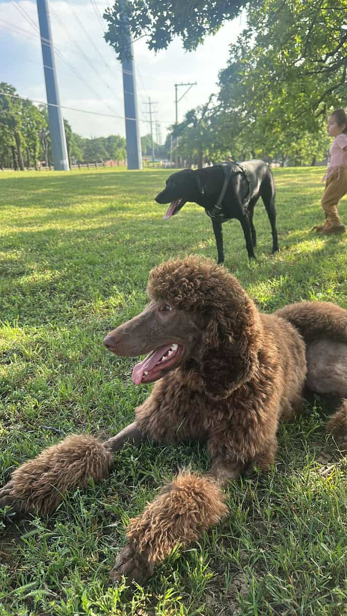 Standard Poodle Re-Home image 1