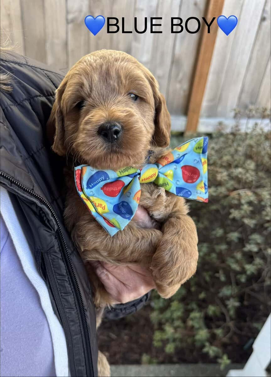 Min golden doodle puppies image 15