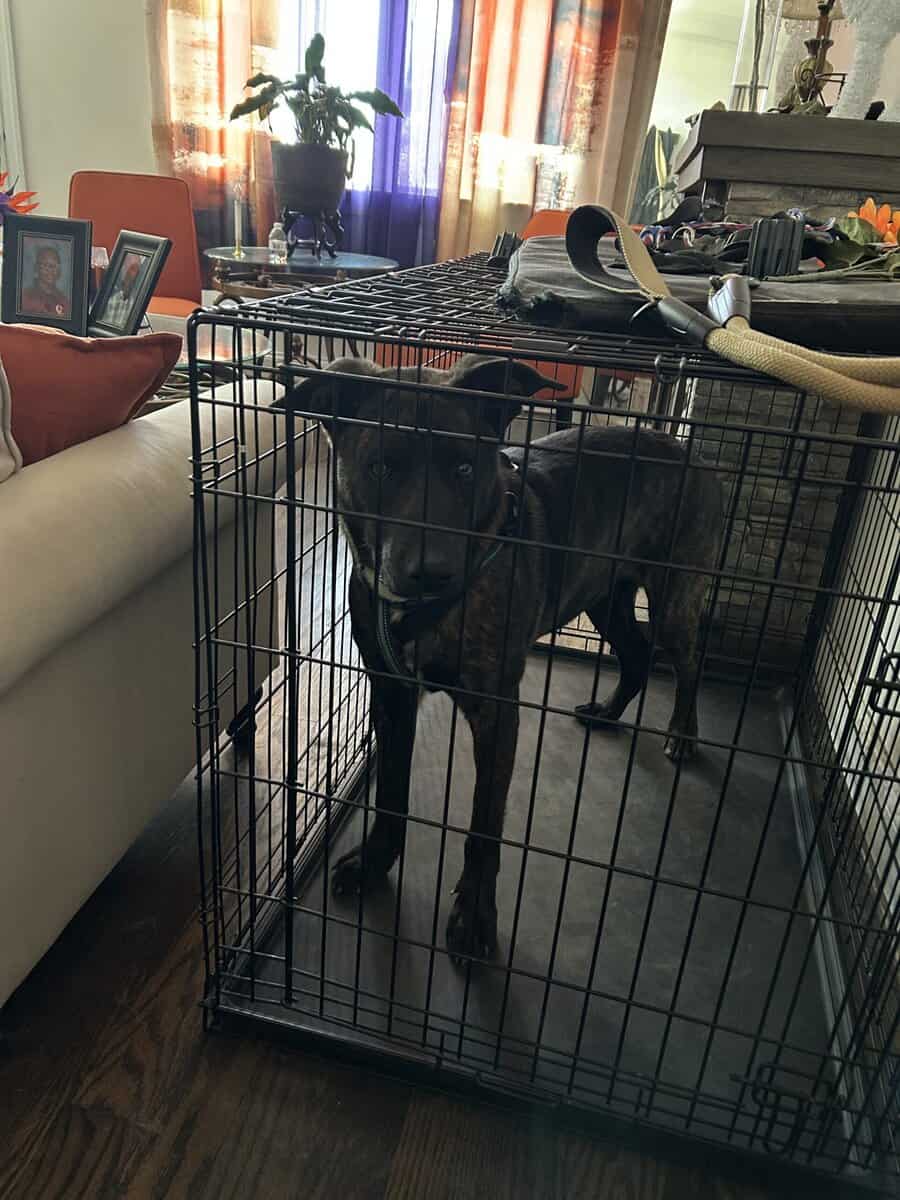 Blaze needs a good home. image 2