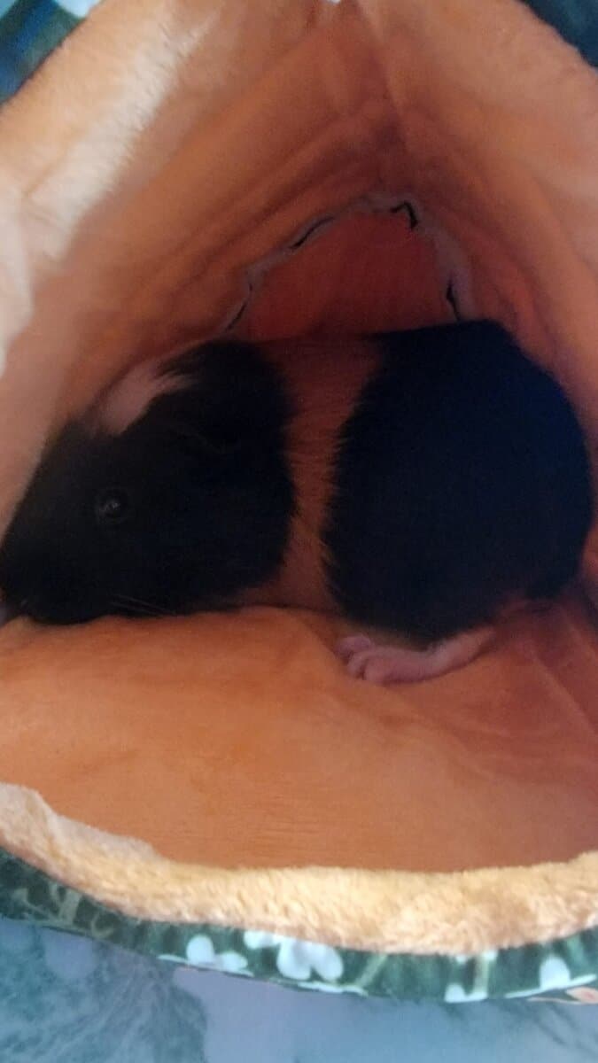 Guinea Pigs in need of a new home image 3
