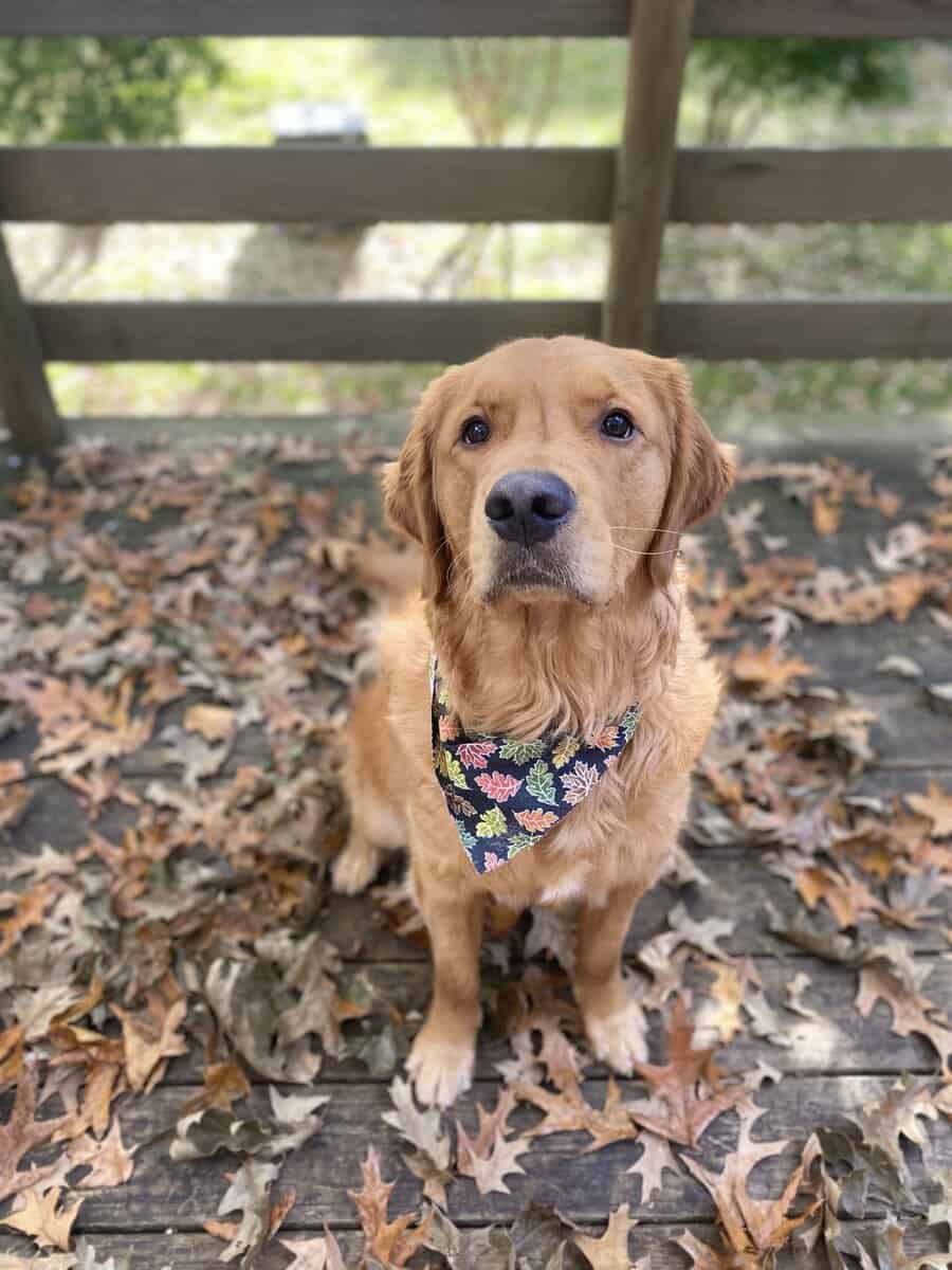 Golden Retriever Adoption image 4