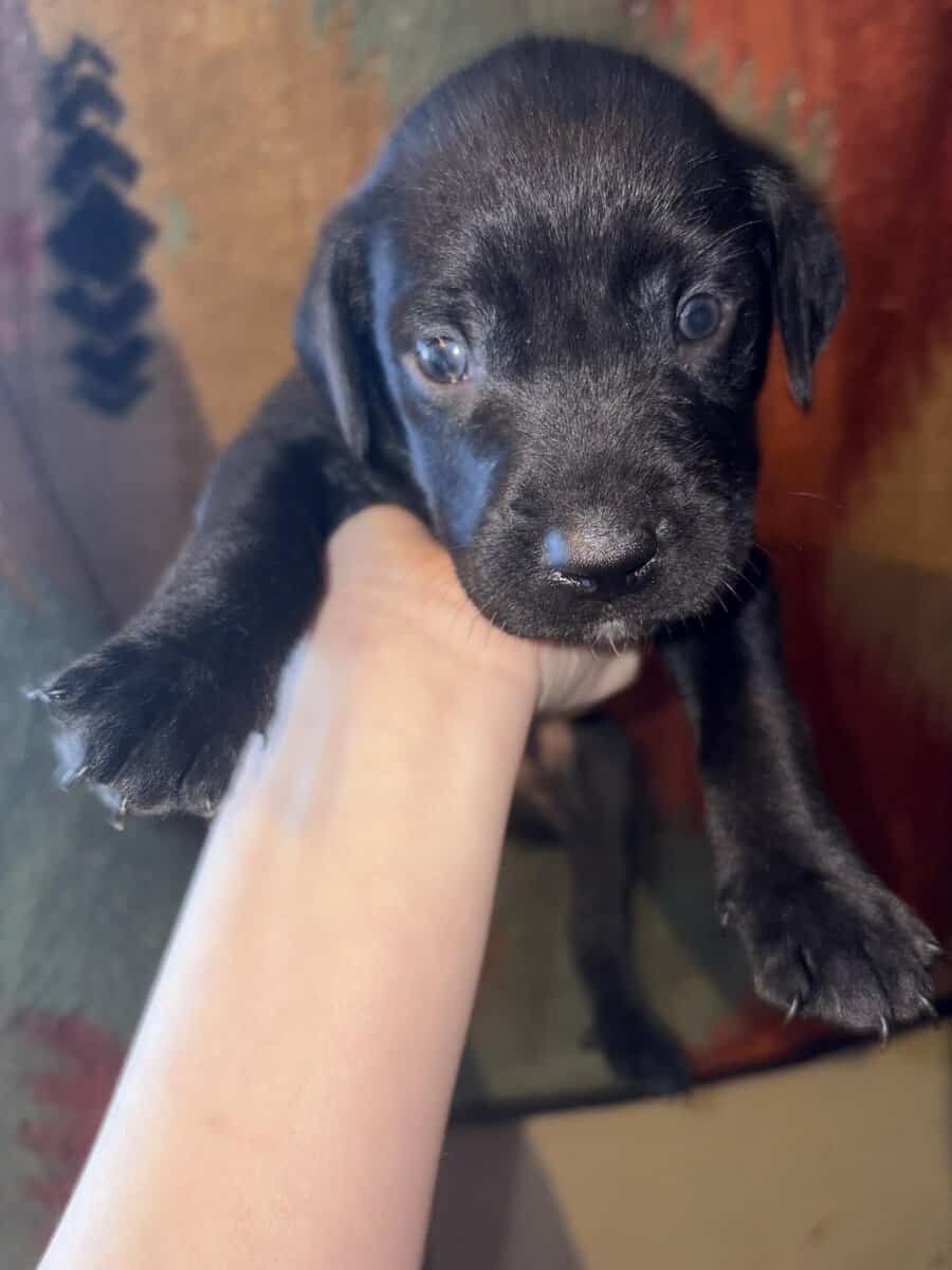 Black lab mix puppies image 3
