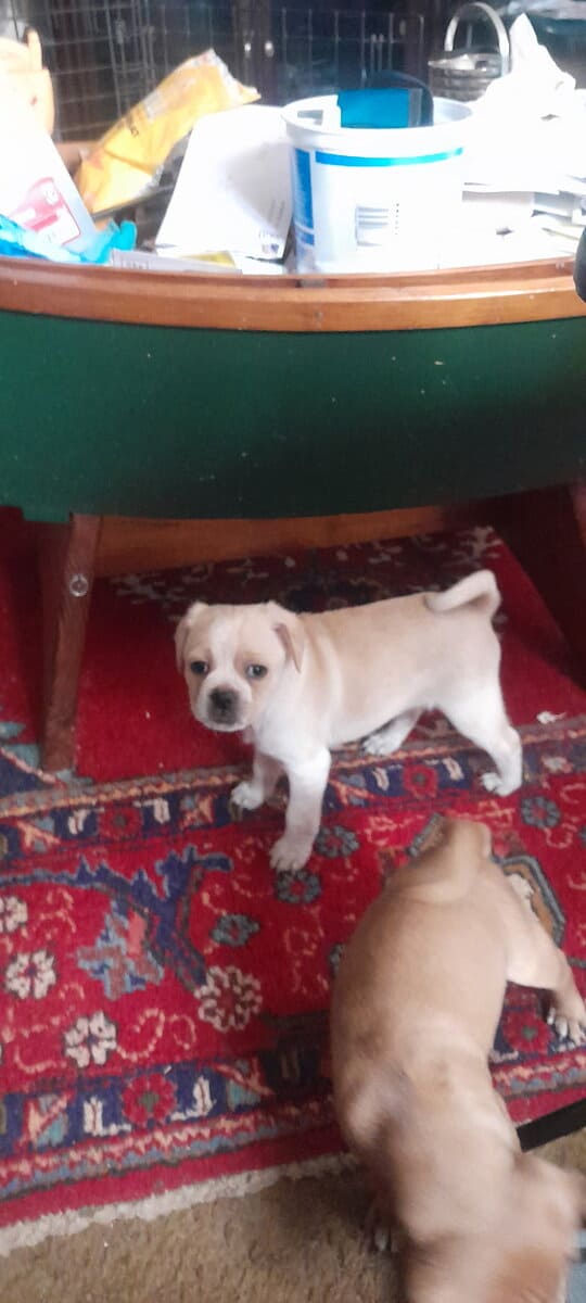 4 Chug puppies for sale $300 image 16
