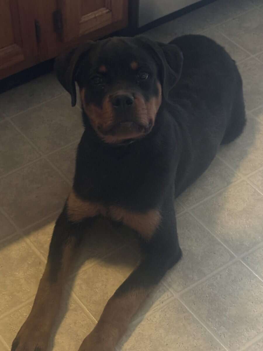 AKC German Rottweiler image 1